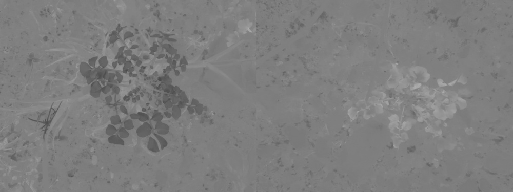 葉から木を識別する - 葉から木を識別するアプリ